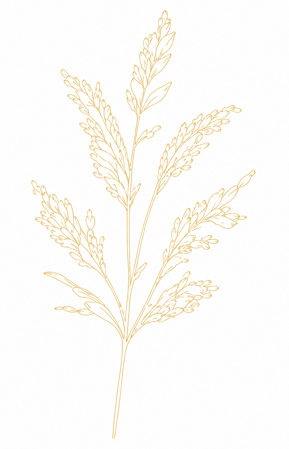 Rice Line Art
