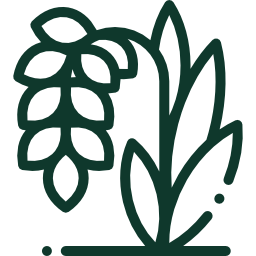 Basmati Rice Icon